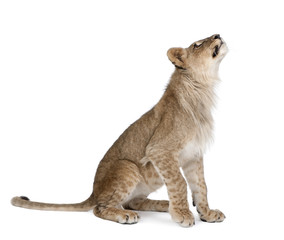 Fototapeta premium Side view of young lion cub looking up, Panthera leo, 8 months old, against white background, studio shot