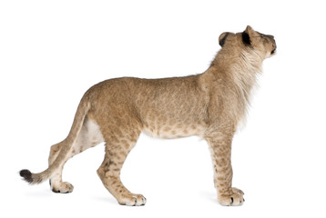 Side view of young lion cub, Panthera leo, 8 months old, standing against white background, studio...