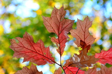 Autumn red maple leaves