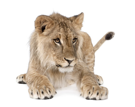 Portrait of young lion cub, Panthera leo, 8 months old, sitting against white background, studio shot