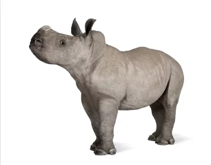 Crédence de cuisine en verre imprimé Rhinocéros Jeune rhinocéros blanc ou rhinocéros à lèvres carrées - Ceratotheri