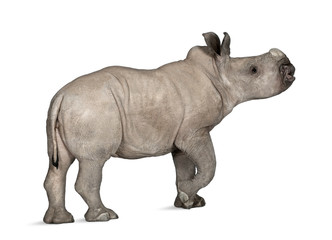 Naklejka premium young White Rhinoceros or Square-lipped rhinoceros - Ceratotheri