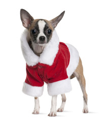 Chihuahua puppy in Santa Claus suit, 1 months old, standing in front of white background