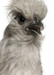 Grey Silkie hen, 1 year old, standing in front of white background