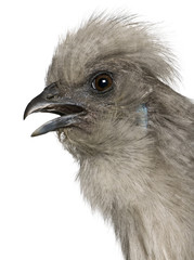 Grey Silkie hen, 1 year old, standing in front of white background