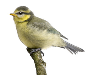Young Blue Tit, Cyanistes caeruleus, 24 days old, in front of white background