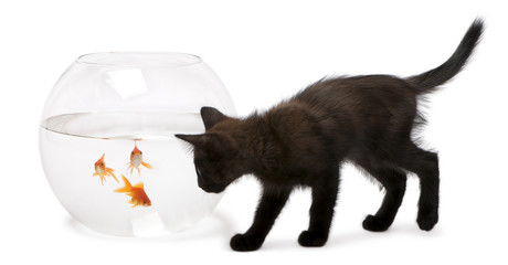 Black kitten looking at Goldfish, Carassius Auratus, swimming in fish bowl in front of white background