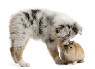 Obraz premium Blue Merle Australian Shepherd puppy playing with rabbit, sitting in front of white background