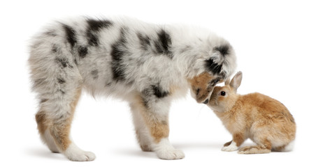 Blue Merle Australian Shepherd puppy face to face with rabbit, sitting in front of white background
