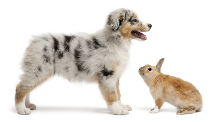 Blue Merle Australian Shepherd puppy playing with rabbit, sitting in front of white background