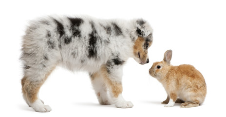 Blue Merle Australian Shepherd puppy face to face with rabbit, sitting in front of white background