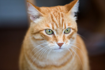 Sguardo felino