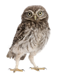 Fototapeta premium Młoda sowa stoi przed białym tle