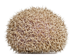 Four-toed Hedgehog, Atelerix albiventris, 2 years old, in front of white background