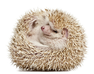 Four-toed Hedgehog, Atelerix albiventris, 2 years old, balled up in front of white background