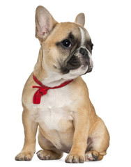 French Bulldog puppy wearing red bow, 3 and a half months old, sitting in front of white background