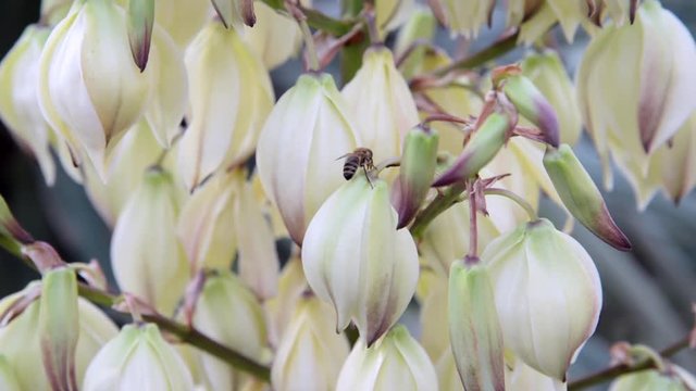 ape sul fiore di yucca