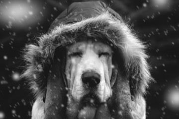 Dog in winter cap - 179689703