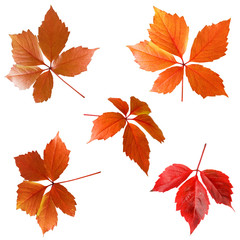 isolated image of autumn leaves close-up
