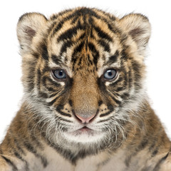 Naklejka premium Tygrys sumatrzański cub, Panthera Tigris sumatrae, 3 tygodnie, przed białym tle