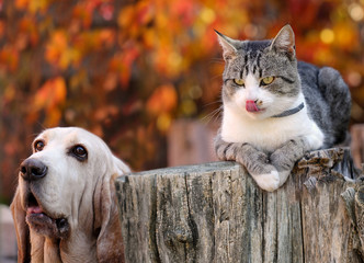 Kitten and dog - 179689716