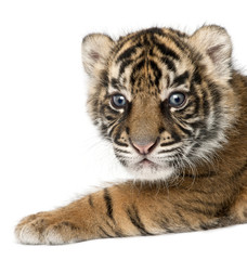 Sumatran Tiger cub, Panthera tigris sumatrae, 3 weeks old, in front of white background