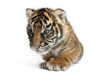 Sumatran Tiger cub, Panthera tigris sumatrae, 3 weeks old, in front of white background