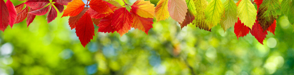 image of autumn leaves close-up