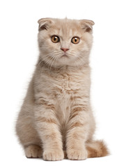 Scottish Fold Kitten, 1 months old, sitting in front of white background