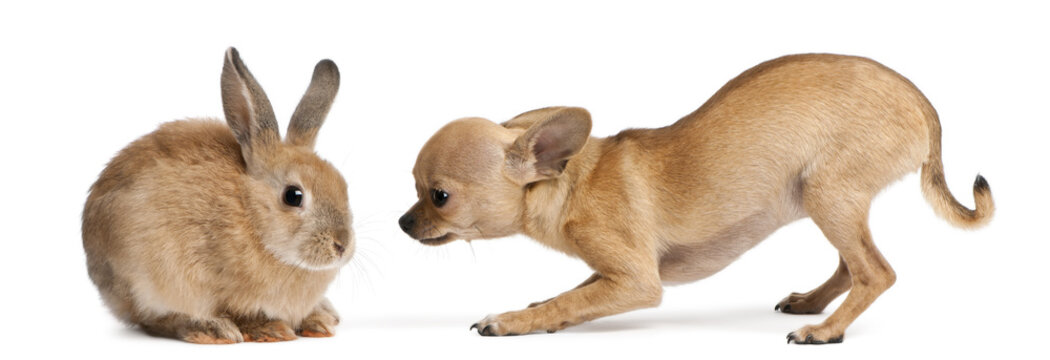 Chihuahua puppy playing with rabbit in front of white background © Eric Isselée