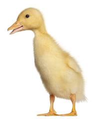 Duckling, 1 week old, standing in front of white background