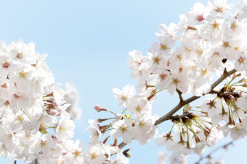 桜のソメイヨシノ