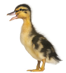 Duckling, 1 week old, standing in front of white background