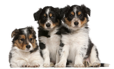 Border Collie puppies, 6 weeks old, in front of white background