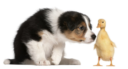 Border Collie puppy, 6 weeks old, playing with a duckling, 1 week old, in front of white background