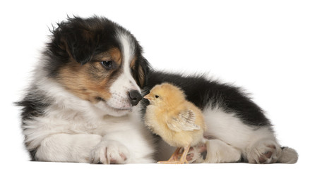 Border Collie puppy, 6 weeks old, playing with chick in front of white background