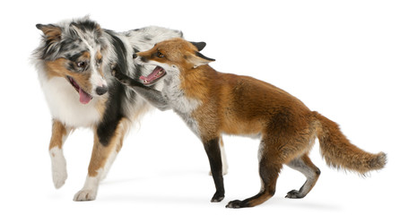 Obraz premium Red Fox, Vulpes vulpes, 4 years old, playing with Australian Shepherd dog in front of white background