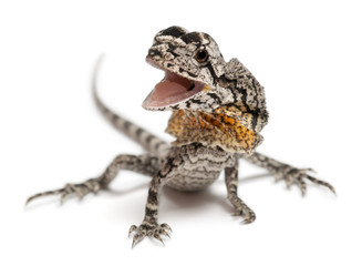 Frill-necked lizard also known as the frilled lizard, Chlamydosaurus kingii, in front of white background