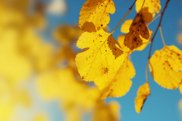 Autumn leaf nature background