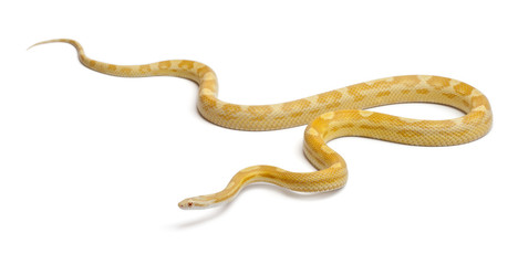 Obraz premium Butter mothley Corn Snake or Red Rat Snake, Pantherophis guttatus, in front of white background