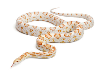 Candy cane Corn Snake or Red Rat Snake, Pantherophis guttatus, in front of white background
