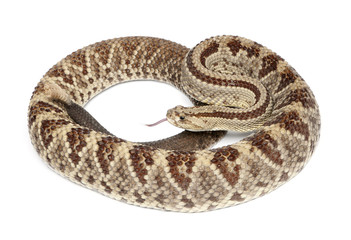 South American rattlesnake - Crotalus durissus,  poisonous, white background