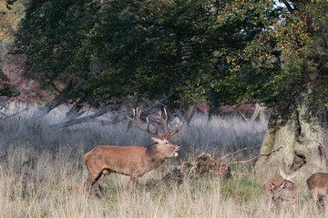 Red deer