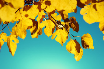 Obraz premium Autumn leaf nature background. Yellow leaves over blue sky