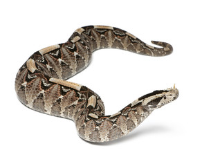 Fototapeta premium rhinoceros viper, river jack - Bitis nasicornis X gabonica, poisonous, white background