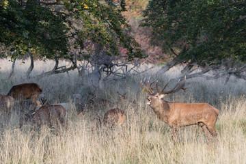 Red deer