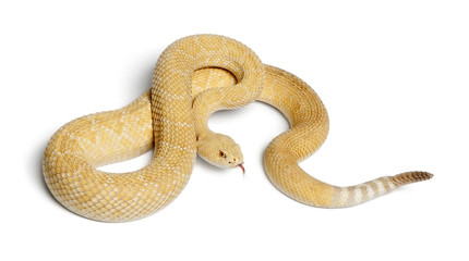 albinos western diamondback rattlesnake - Crotalus atrox, poisonous, white background