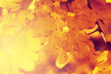Autumn leaf nature background. Yellow leaves
