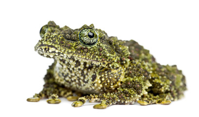 Mossy Frog, Theloderma corticale, also known as a Vietnamese Mossy Frog, or Tonkin Bug-eyed Frog, portrait against white background