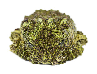 Mossy Frog, Theloderma corticale, also known as a Vietnamese Mossy Frog, or Tonkin Bug-eyed Frog, against white background